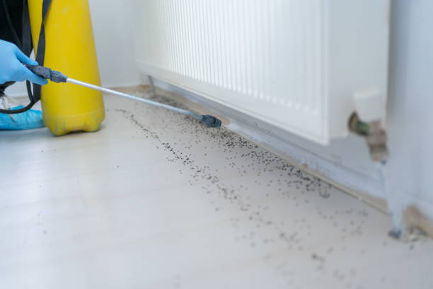 Best Cockroach Control Services  in Colonial Beach, VA